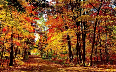 Path in Autumn Forest - leaves, nature, autumn, forests