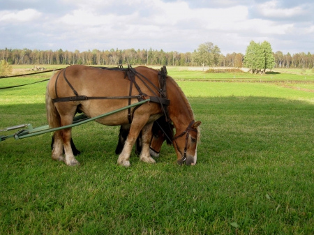 Ardennes Horse - horses, atumn, countryside, forest, landscape, field, trees, grass