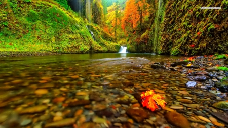 River in Autumn Forest - autumn, forests, trees, peaceful, stream, lovely, waterfall, rocks, nature, fall, forest, river, leaves, waters, rivers