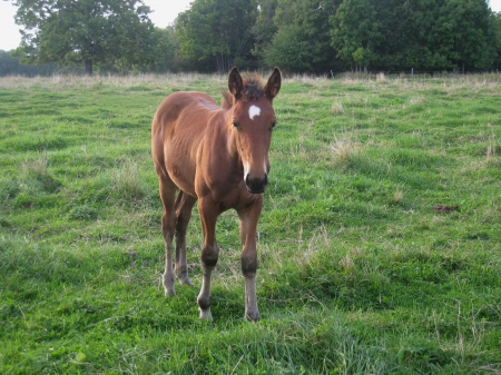 Little Horse - sky, autumn, trees, horse, field, grass