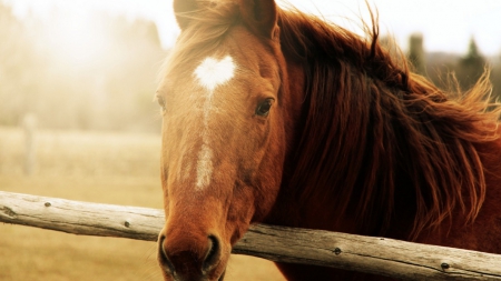 Brown Horse - horses, brown horse, horse, animals