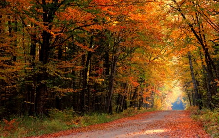 Autumn - autumn, trees, colorful, park, path, autumn splendor, road, nature, fall, forest, walk, leaves, colors