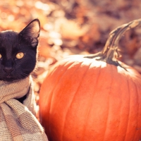 Autumn Kitty â™¥
