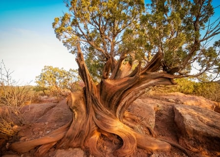 * Tree * - sky, old, tree, nature