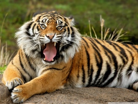 tiger - rock, roar, tiger, cat