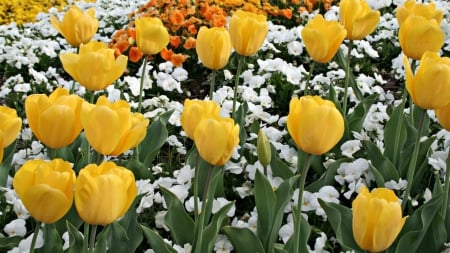 tulips - tulip, flower, yellow, green