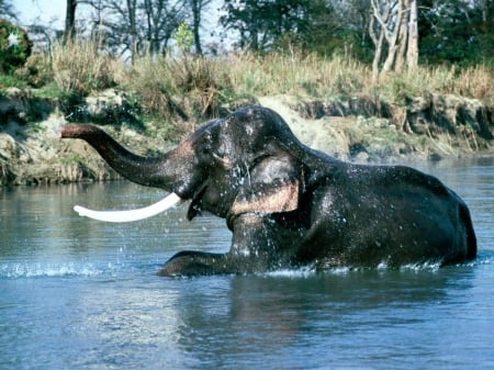 elephant - tre, grass, elephant, water