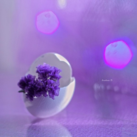 Innocent Infants - egg, photography, flower, purple