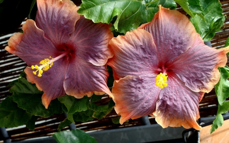 Hibiscus - wide screen, flower, hibiscus, beauty, beautiful, flowers, photo, love, romance, photography, floral, nature, colorful