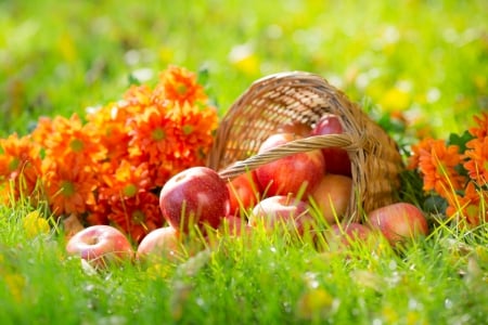 Autumn Beauty - flowers, bokeh, basket, apples, autumn, grass, fruits, still life