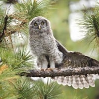 Great grey owl