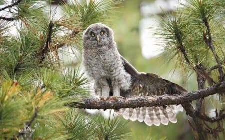 Great grey owl - wildlife, animals, photography, pine, grey owl, predators, wallpaper, hd, nature, abstract, wilderness, predatory birds, wild, owl, wild animals, birds