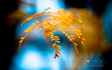 Captured moment III. - abstract, close-up, photography, HD, leaves, fall, nature, autumn, macro, leaf, wallpaper