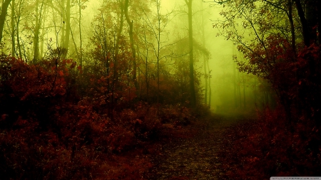 Dark forest - autumn, leaf, darkness, path, road, mist, fall, dark, scene, landscape, way, wallpaper, hd, nature, forest, seasons, fog, leaves