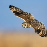 Short eared owl