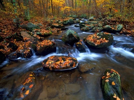 Fall foliage - autumn, forest, trees, river