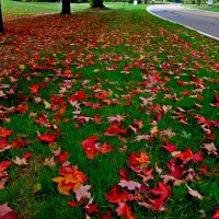 Down Autumn Road