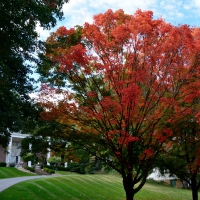 Trees are filled with fall