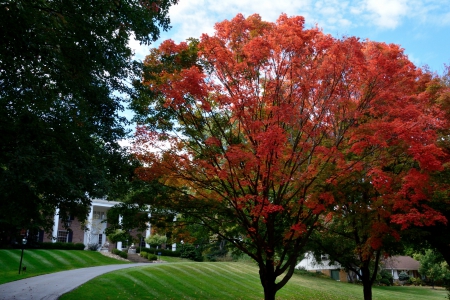 Trees are filled with fall - autumn trees, autumn colors, fall trees, trees are filled with fall, fall colors