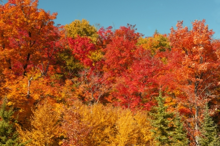 Algonquin Provincial Park - fall, autumn, trees, leaves, colors