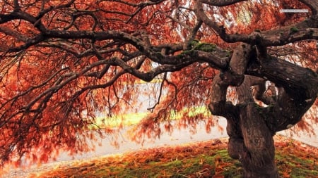 Old Autumn Tree - nature, autumn, trees, red