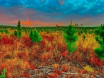 Beautiful Colors on Autumn Field