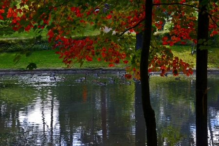 Autumn Pond - autumn woods, autumn colors, autumn scene, autumn pond, scenic autumn