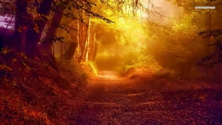 Sunlight in Autumn Forest - nature, autumn, sunshine, forests, sunlight, sun rays