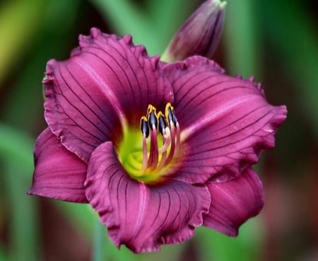 Flower - one, dark purple, flower, amazing