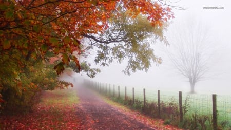 Misty Autumn Morning - morning, fence, autumn, trees, mists, path, road, nature, forest, fog, misty