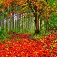 Red Carpet between the Green Trees