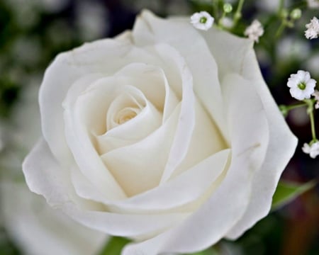 White Rose - flowers, white, rose, bloom