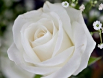 White Rose