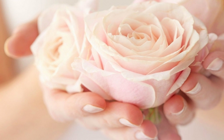 Beautiful Rose - flowers, rose, bloom, hands