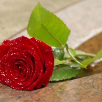 * Red rose *