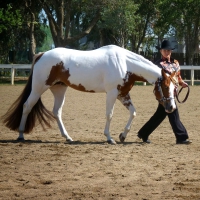 Cowgirl Trainer