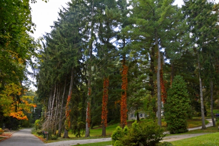 Autumn Landscape - pretty autumn, autumn colors, auutmn woods, Autumn Landscape, scenic autumn, autumn trees, beautiful autumn