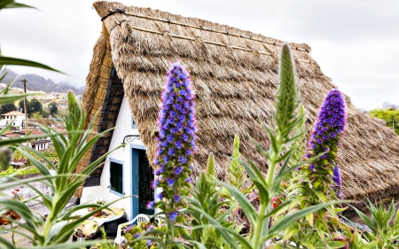 House - roof, flowers, house, plants