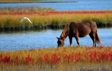 Autumn Marsh - Autumn, water, Fall, seagull, gull, marsh, horse