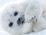 Cute Seal Pup