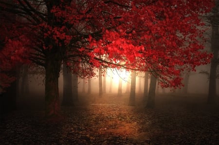 Fall In Red - autumn season, trees, forest, beautiful, foggy morning, leaves, magic light