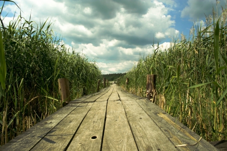 Wooden Bridge - wooden, green, brown, sky, bridge