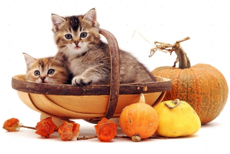 Kittens in a trug basket - basket, kittens, pumpkins, cats, fall season, animals