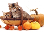 Kittens in a trug basket