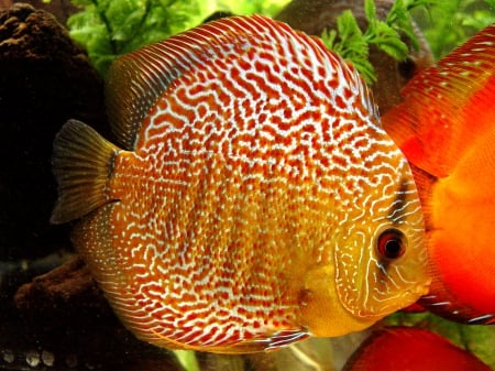 Tropical Fish - yellow, water, tropical fish, fish