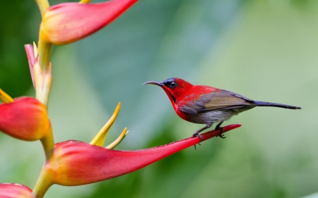 Cute Crimson Sunbird - animal, sharp tailed, flowers, sunbird, cute, crimson, bird