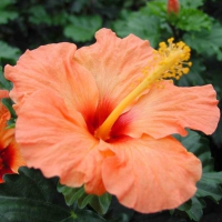 Orange Hibiscus