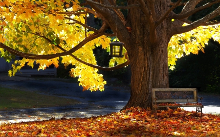 Beautiful Autumn ♥ - yellow, beautiful, photography, leaves, tree, fall, autumn, bench, leaf