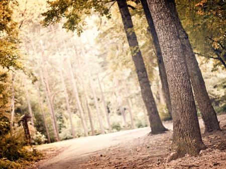 Forest - path, trees, forest, Nature