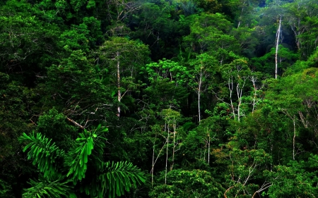 Rainforest - hdr - forests, nature, jungles, green